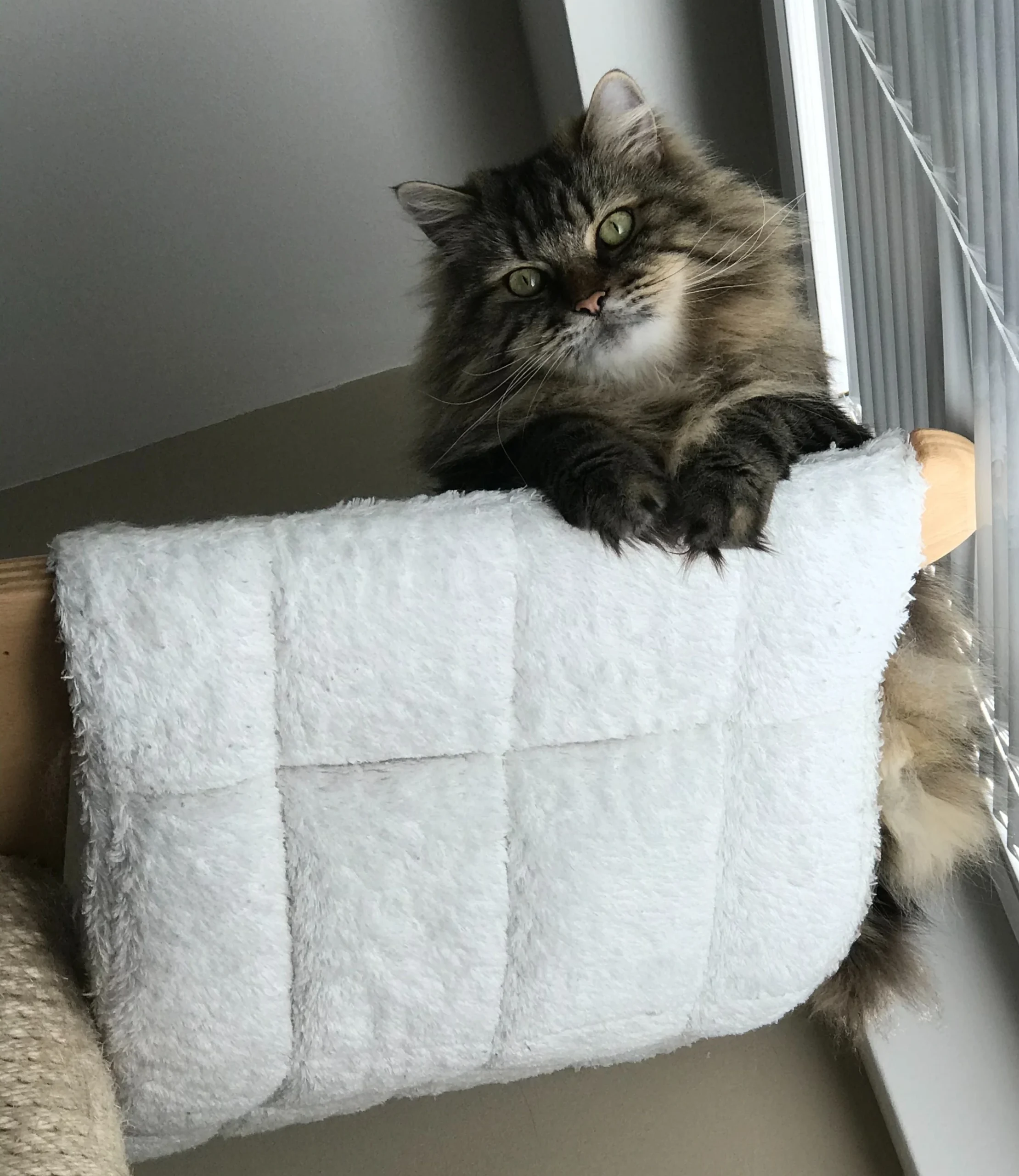 Simba Simba, Kater des Hauses, energetischer Glücksbringer und Analyst